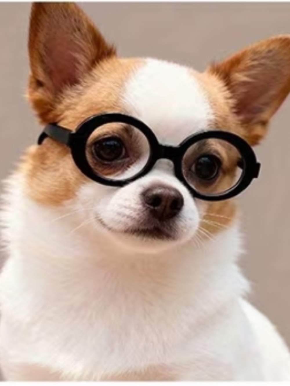 Black Oval Pet Glasses for Cats & Small Dogs Costume Eyewear New